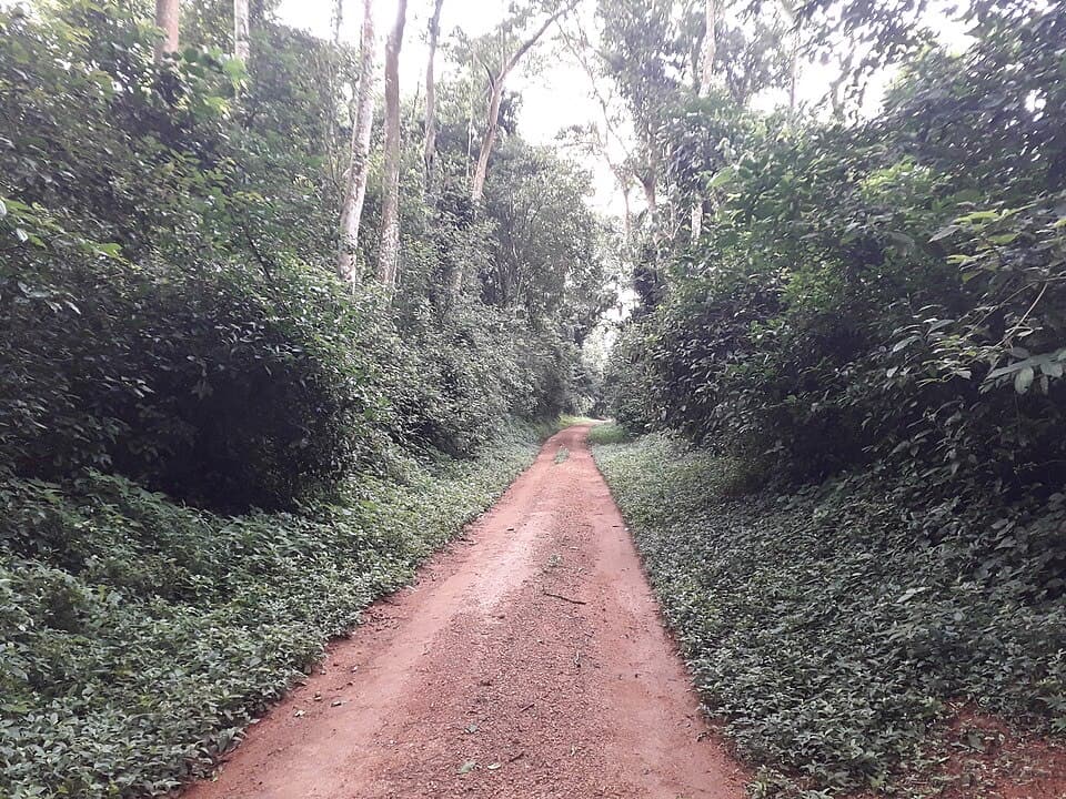 Budongo Forest